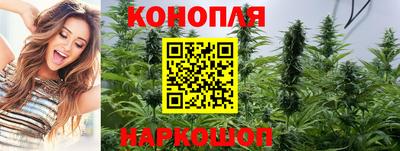 сатива Гатчина